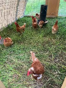laying hens