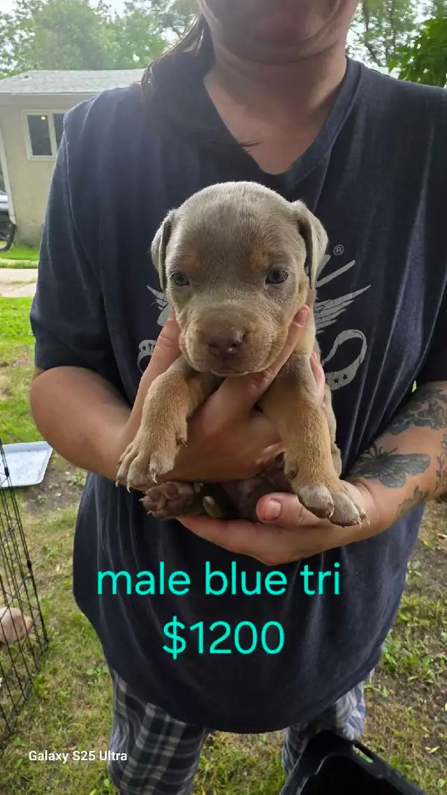 blue tri color / fawn puppies