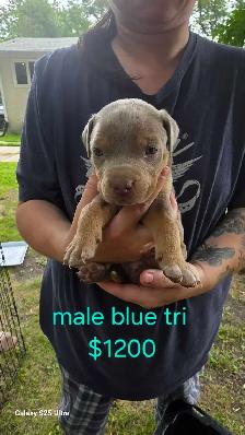 blue tri color / fawn puppies