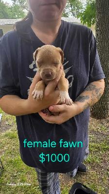 blue tri color / fawn puppies - Photo 2