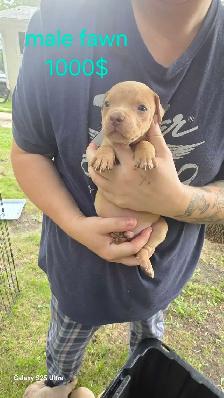 blue tri color / fawn puppies - Photo 3