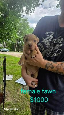 blue tri color / fawn puppies - Photo 4