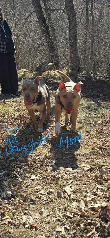 blue tri color / fawn puppies - Photo 5