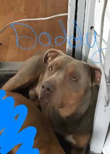 blue tri color / fawn puppies - Photo 7