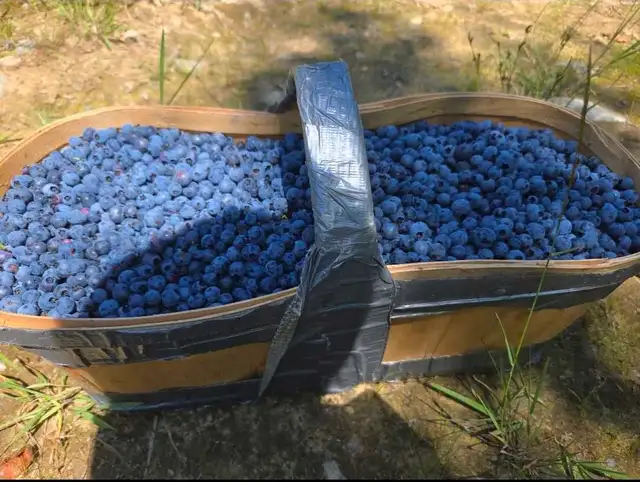 blueberries
