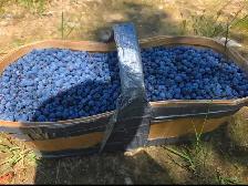 blueberries