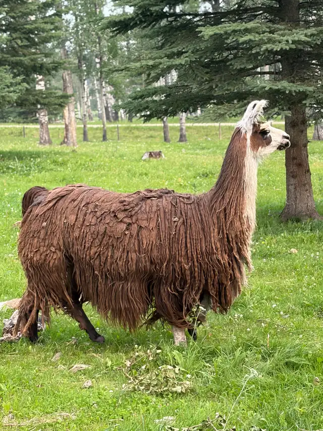 female guard llama  2 available