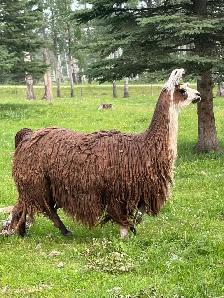 female guard llama  2 available