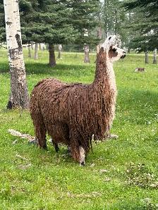 female guard llama  2 available - Photo 2