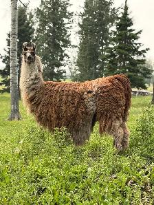 female guard llama  2 available - Photo 3