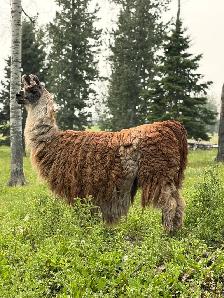 female guard llama  2 available - Photo 4