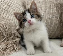 Chaton Sibérien hypoallergénique