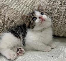 Chaton Sibérien hypoallergénique - Photo 3