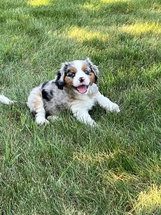 Aussiliers for Sale