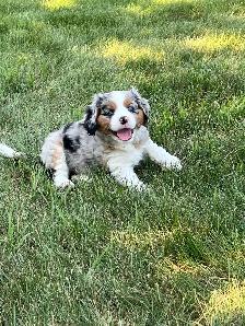 Aussiliers for Sale