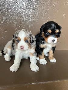 Aussiliers for Sale - Photo 6