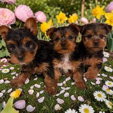 Tiny Toy Size Yorkie Puppies Ready Today!