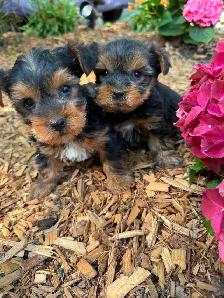 Tiny Toy Size Yorkie Puppies Ready Today! - Photo 2