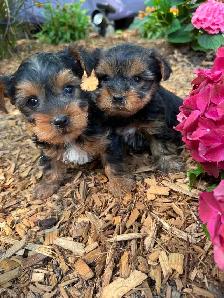 Tiny Toy Size Yorkie Puppies Ready Today! - Photo 3