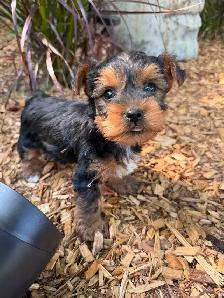 Tiny Toy Size Yorkie Puppies Ready Today! - Photo 4