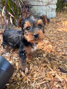 Tiny Toy Size Yorkie Puppies Ready Today! - Photo 5