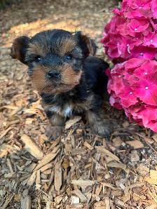 Tiny Toy Size Yorkie Puppies Ready Today! - Photo 6