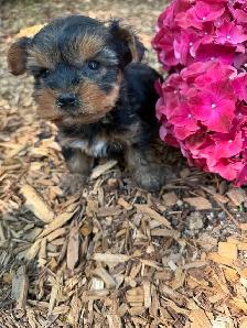 Tiny Toy Size Yorkie Puppies Ready Today! - Photo 7