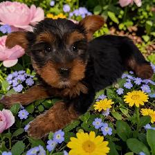 Tiny Toy Size Yorkie Puppies Ready Today! - Photo 8