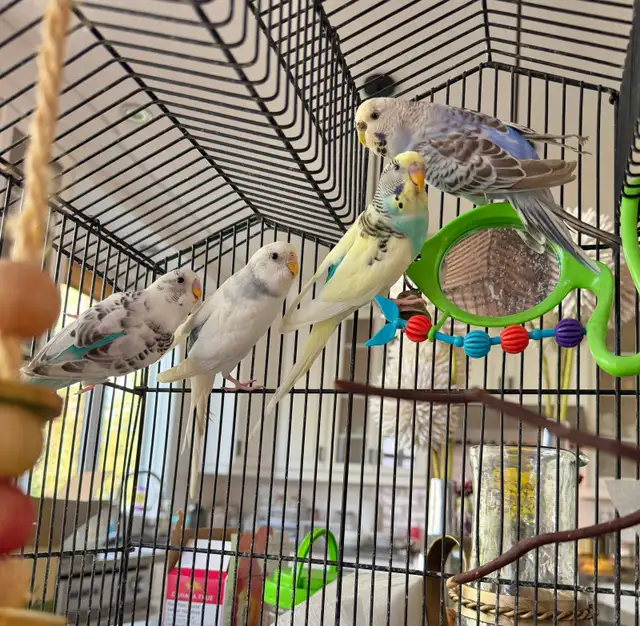 4 budgies (siblings) with cage and accessories