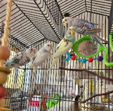 4 budgies (siblings) with cage and accessories
