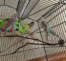 4 budgies (siblings) with cage and accessories - Photo 2