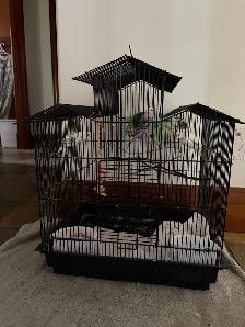 4 budgies (siblings) with cage and accessories - Photo 3