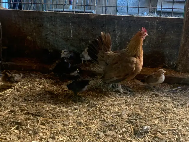 Mini chicken with Chicks