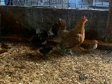 Mini chicken with Chicks