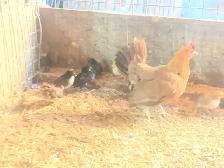 Mini chicken with Chicks - Photo 2