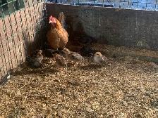 Mini chicken with Chicks - Photo 3