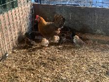 Mini chicken with Chicks - Photo 4