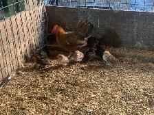 Mini chicken with Chicks - Photo 5