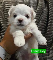 CKC Maltese Puppies Sweet Temperament