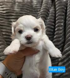 CKC Maltese Puppies Sweet Temperament - Photo 2