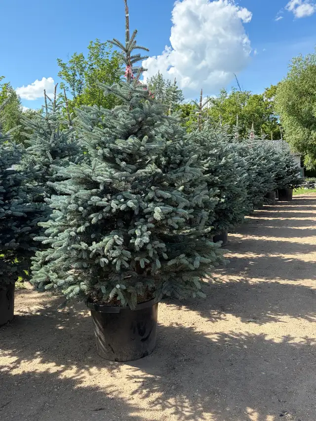Fat Albert and The Blues weeping spruce trees