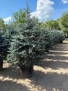 Fat Albert and The Blues weeping spruce trees