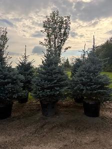 Fat Albert and The Blues weeping spruce trees - Photo 2