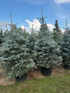 Fat Albert and The Blues weeping spruce trees - Photo 3