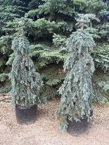 Fat Albert and The Blues weeping spruce trees - Photo 4