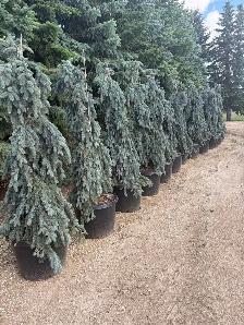 Fat Albert and The Blues weeping spruce trees - Photo 5