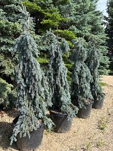 Fat Albert and The Blues weeping spruce trees - Photo 6