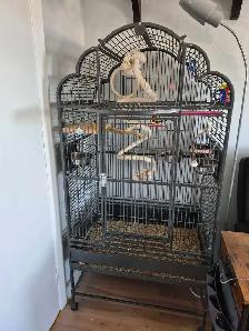 2 mâles peruches a colier a vendre vient avec Cage et parc - Photo 3