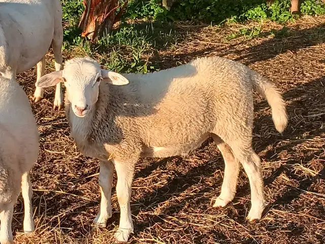 Young Kathadin ram