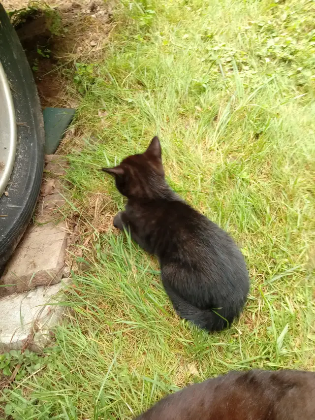 Kittens need rehoming